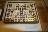 Motýli rumunského Banátu