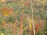 Bělokarpatský les Ščúrnica na podzim (foto Miroslav Janík)