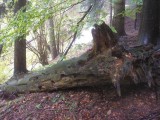 Ščúrnica – v horní části lesa (foto ČSOP)